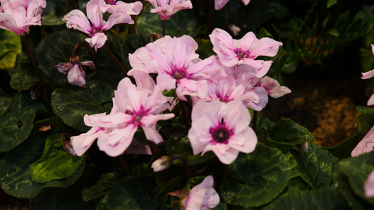 BD Blackdown GTN221025 110.jpg