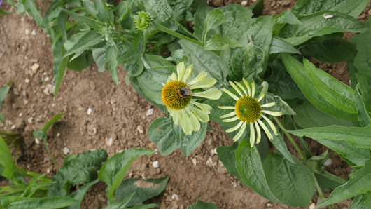 Mr Fothergills Press Day 2024 GTN070824 029.jpg