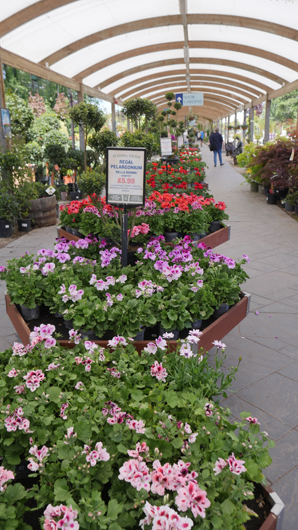 Blue Diamond Bridgmere Garden Opening GTN090525 092.jpg