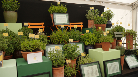 RHS Sandringham 2026 GTN230726 007.jpg