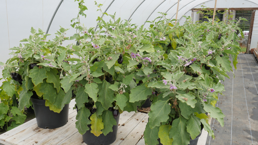 Mr Fothergills Press Day 2024 GTN070824 012.jpg