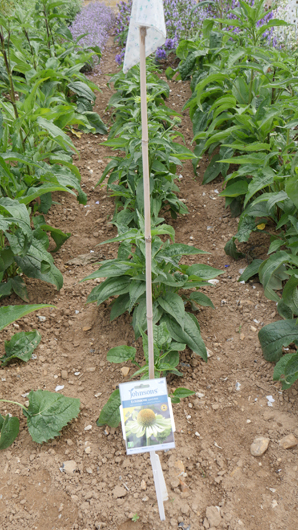 Mr Fothergills Press Day 2024 GTN070824 028.jpg