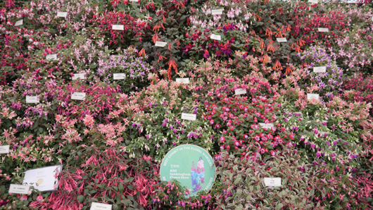 RHS Sandringham 2026 GTN230726 017.jpg