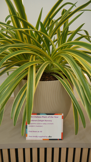 Chelsea 2025 Press Day GTN190525 104.jpg