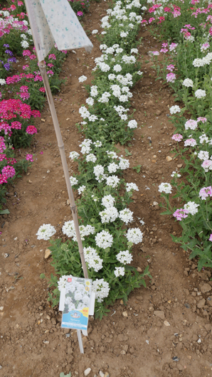 Mr Fothergills Press Day 2024 GTN070824 027.jpg