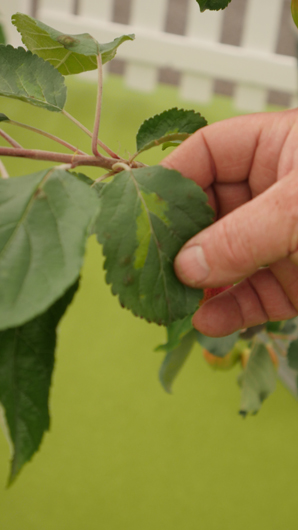 BBC GW Live 2025 Press Day GTN110625 046.jpg