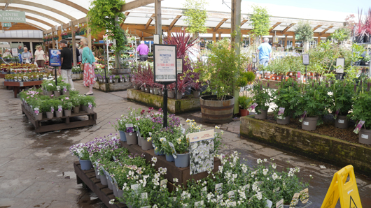 Blue Diamond Bridgmere Garden Opening GTN090525 099.jpg