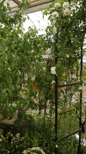 Chelsea 2025 Press Day GTN190525 139.jpg