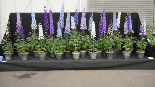 BBC GW Live 2025 Press Day GTN110625 032.jpg