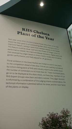 Chelsea 2025 Press Day GTN190525 099.jpg