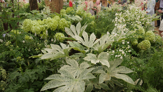 RHS Sandringham 2026 GTN230726 018.jpg