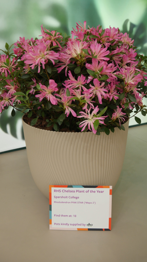 Chelsea 2025 Press Day GTN190525 107.jpg