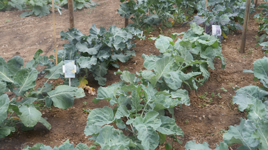 Mr Fothergills Press Day 2024 GTN070824 034.jpg