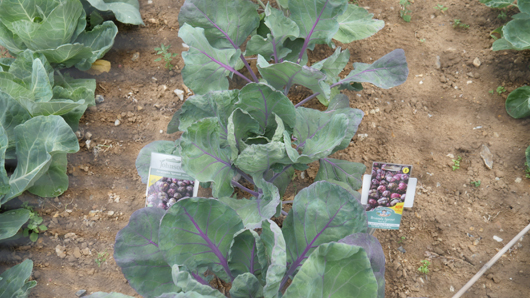 Mr Fothergills Press Day 2024 GTN070824 033.jpg