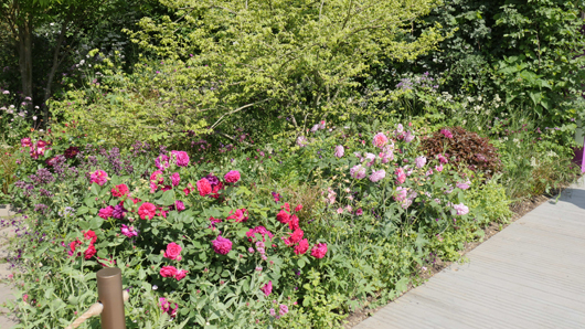 Chelsea 2025 Press Day GTN190525 150.jpg