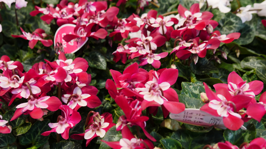 BD Blackdown GTN221025 109.jpg