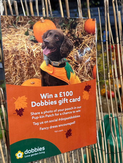 Dobbies Peterborough Christmas 2026 GTN151026 070.jpg