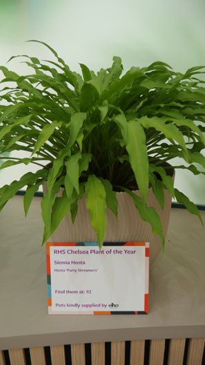 Chelsea 2025 Press Day GTN190525 103.jpg