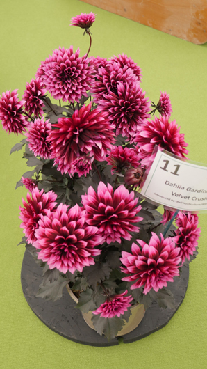 BBC GW Live 2025 Press Day GTN110625 039.jpg