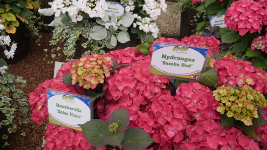 BBC GW Live 2025 Press Day GTN110625 036.jpg