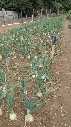 Mr Fothergills Press Day 2024 GTN070824 019.jpg