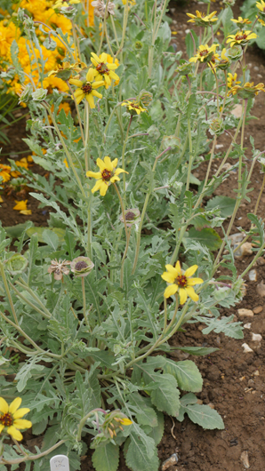 Mr Fothergills Press Day 2024 GTN070824 008.jpg