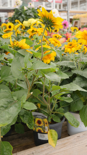 Scotsdales - June 2025 GTN140625 073.jpg