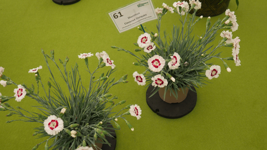 BBC GW Live 2025 Press Day GTN110625 040.jpg