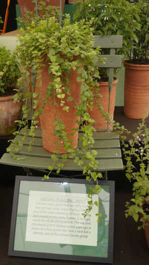 RHS Sandringham 2026 GTN230726 012.jpg