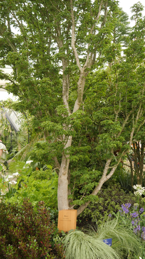 Chelsea 2025 Press Day GTN190525 142.jpg