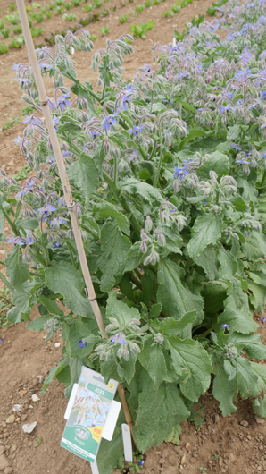 Mr Fothergills Press Day 2024 GTN070824 031.jpg