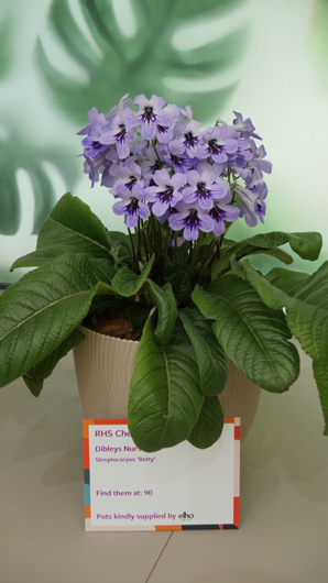 Chelsea 2025 Press Day GTN190525 102.jpg