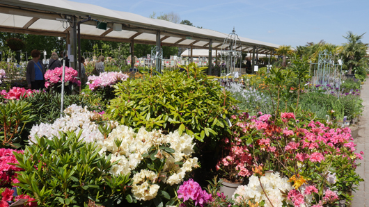 Blue Diamond Bridgmere Garden Opening GTN090525 086.jpg