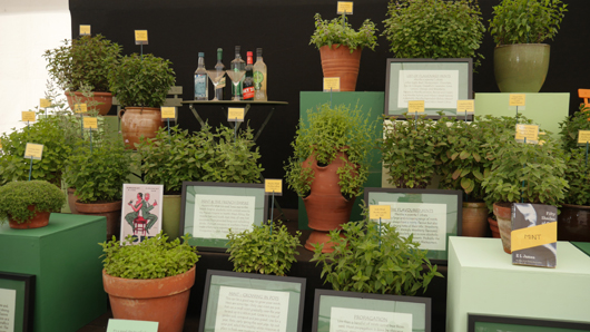 RHS Sandringham 2026 GTN230726 006.jpg
