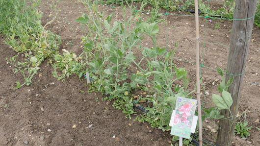 Mr Fothergills Press Day 2024 GTN070824 016.jpg