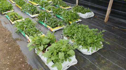 Mr Fothergills Press Day 2024 GTN070824 037.jpg