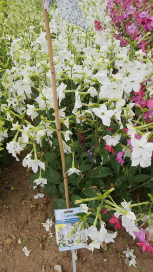 Mr Fothergills Press Day 2024 GTN070824 023.jpg