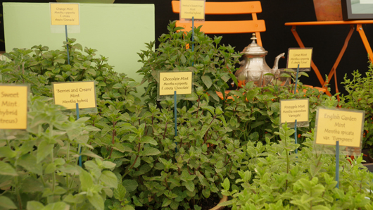 RHS Sandringham 2026 GTN230726 015.jpg