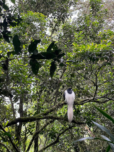 Day 1 - through the tropical forest with .jpg